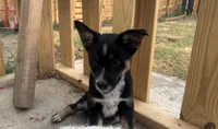 White Puppy, a female Australian Cattle Dog and Siberian Husky for sale in Loveland, CO – 1 of 1