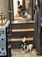 Little Charlie, a male Dachshund and Miniature Dachshund for sale in Argyle, TX – Photo 5 of 7