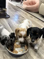 Little Charlie, a male Dachshund and Miniature Dachshund for sale in Argyle, TX – Photo 4 of 7