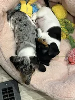 Little Charlie, a male Dachshund and Miniature Dachshund for sale in Argyle, TX – Photo 6 of 7