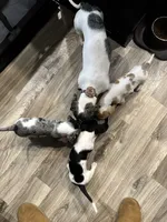 Little Charlie, a male Dachshund and Miniature Dachshund for sale in Argyle, TX – Photo 7 of 7