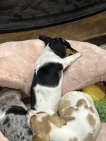 Little Charlie, a male Dachshund and Miniature Dachshund for sale in Argyle, TX – Photo 2 of 7