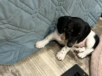 Little Charlie, a male Dachshund and Miniature Dachshund for sale in Argyle, TX – Photo 3 of 7