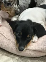 Little Charlie, a male Dachshund and Miniature Dachshund for sale in Argyle, TX – Photo 1 of 7