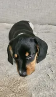 Little Charlotte , a female Miniature Dachshund for sale in Argyle, TX – 8 of 9
