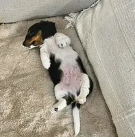 Wolfe , a male Miniature Dachshund for sale in Argyle, TX – 5 of 9
