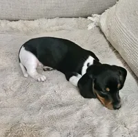 Little Charlotte , a female Miniature Dachshund for sale in Argyle, TX – 3 of 9