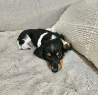 Wolfe , a male Miniature Dachshund for sale in Argyle, TX – 2 of 9