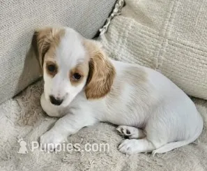 Dolly Parton – Miniature Dachshund puppy for sale in Argyle, TX