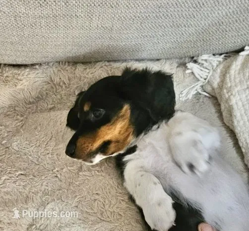 Wolfe  – Miniature Dachshund puppy for sale in Argyle, TX