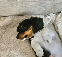 Wolfe , a male Miniature Dachshund for sale in Argyle, TX – 1 of 9