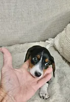 Little Heffer, a female Miniature Dachshund for sale in Argyle, TX – 2 of 8