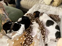 Dolly Parton, a female Miniature Dachshund for sale in Argyle, TX – 8 of 9