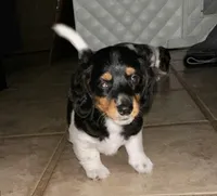 Wolfe , a male Miniature Dachshund for sale in Argyle, TX – 3 of 9