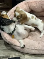 Fat Boy, a male Dachshund for sale in Argyle, TX – Photo 7 of 10