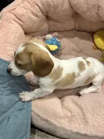 Fat Boy, a male Dachshund for sale in Argyle, TX – Photo 2 of 10