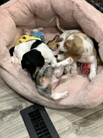 Fat Boy, a male Dachshund for sale in Argyle, TX – Photo 8 of 10