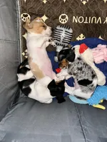 Fat Boy, a male Dachshund for sale in Argyle, TX – Photo 10 of 10