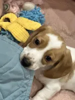 Fat Boy, a male Dachshund for sale in Argyle, TX – Photo 4 of 10