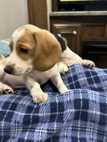 Fat Boy, a male Dachshund for sale in Argyle, TX – Photo 1 of 10