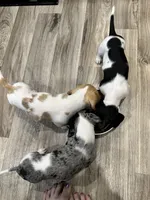 Fat Boy, a male Dachshund for sale in Argyle, TX – Photo 9 of 10