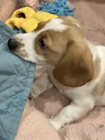 Fat Boy, a male Dachshund for sale in Argyle, TX – Photo 5 of 10