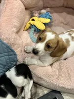 Fat Boy, a male Dachshund for sale in Argyle, TX – Photo 3 of 10