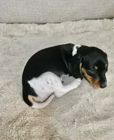 Little Charlotte , a female Miniature Dachshund for sale in Argyle, TX – 5 of 9