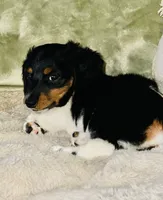 Wolfe , a male Miniature Dachshund for sale in Argyle, TX – 6 of 9