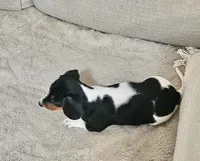 Little Heffer, a female Miniature Dachshund for sale in Argyle, TX – 4 of 8