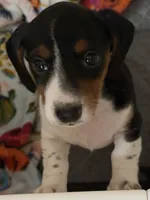 Little Heffer, a female Miniature Dachshund for sale in Argyle, TX – 8 of 8
