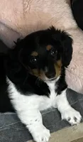 Wolfe , a male Miniature Dachshund for sale in Argyle, TX – 4 of 9