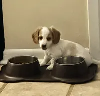 Dolly Parton, a female Miniature Dachshund for sale in Argyle, TX – 2 of 9