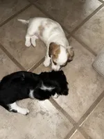 Wolfe , a male Miniature Dachshund for sale in Argyle, TX – 9 of 9