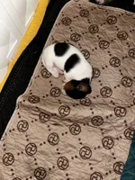 Little Heffer, a female Miniature Dachshund for sale in Argyle, TX – 7 of 8