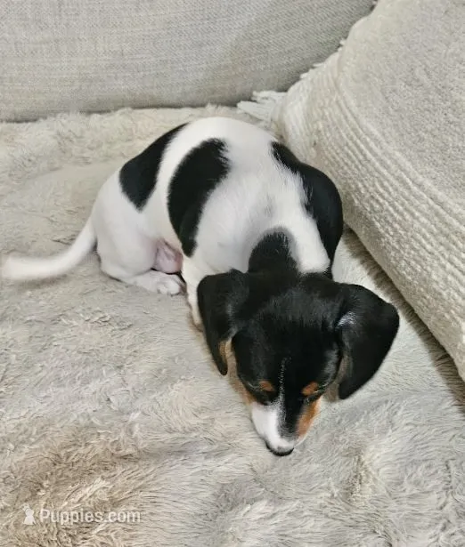 Little Heffer – Miniature Dachshund puppy for sale in Argyle, TX