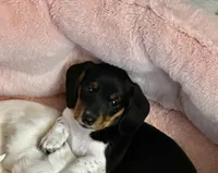 Little Charlotte , a female Miniature Dachshund for sale in Argyle, TX – 1 of 9