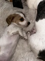 Dolly Parton, a female Miniature Dachshund for sale in Argyle, TX – 5 of 9