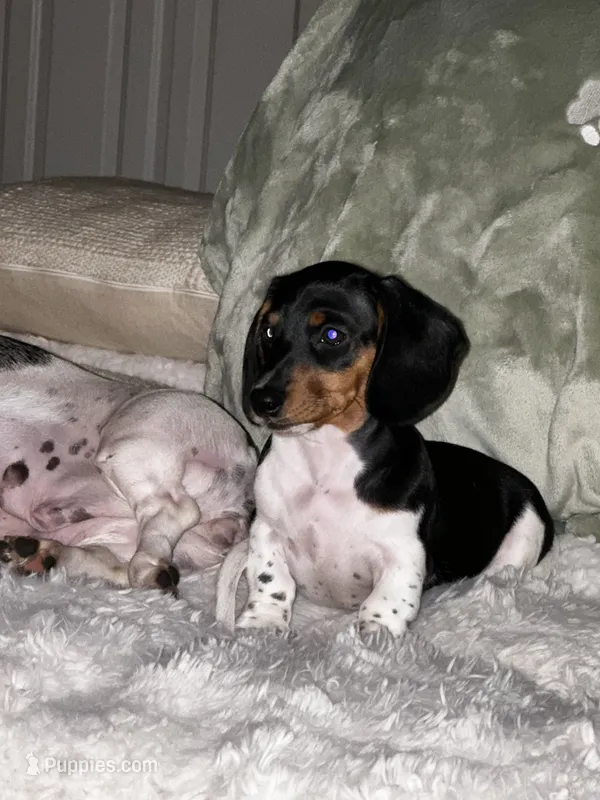 Little Charlotte  – Miniature Dachshund puppy for sale in Argyle, TX