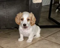 Dolly Parton, a female Miniature Dachshund for sale in Argyle, TX – 4 of 9