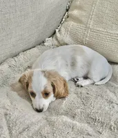 Dolly Parton, a female Miniature Dachshund for sale in Argyle, TX – 3 of 9