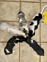 Wolfe , a male Miniature Dachshund for sale in Argyle, TX – 8 of 9