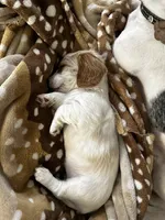 Dolly Parton, a female Miniature Dachshund for sale in Argyle, TX – 6 of 9