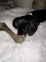 Little Charlotte , a female Miniature Dachshund for sale in Argyle, TX – 2 of 9