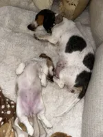 Dolly Parton, a female Miniature Dachshund for sale in Argyle, TX – 9 of 9