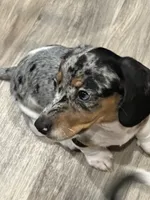 Eenie, a male Miniature Dachshund for sale in Argyle, TX – Photo 4 of 6