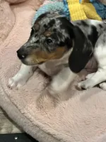 Eenie, a male Miniature Dachshund for sale in Argyle, TX – Photo 3 of 6