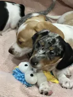 Eenie, a male Miniature Dachshund for sale in Argyle, TX – Photo 2 of 6