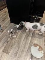 Eenie, a male Miniature Dachshund for sale in Argyle, TX – Photo 6 of 6