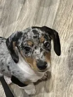 Eenie, a male Miniature Dachshund for sale in Argyle, TX – Photo 5 of 6